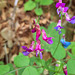 Frühlings-Platterbse (Lathyrus vernus)