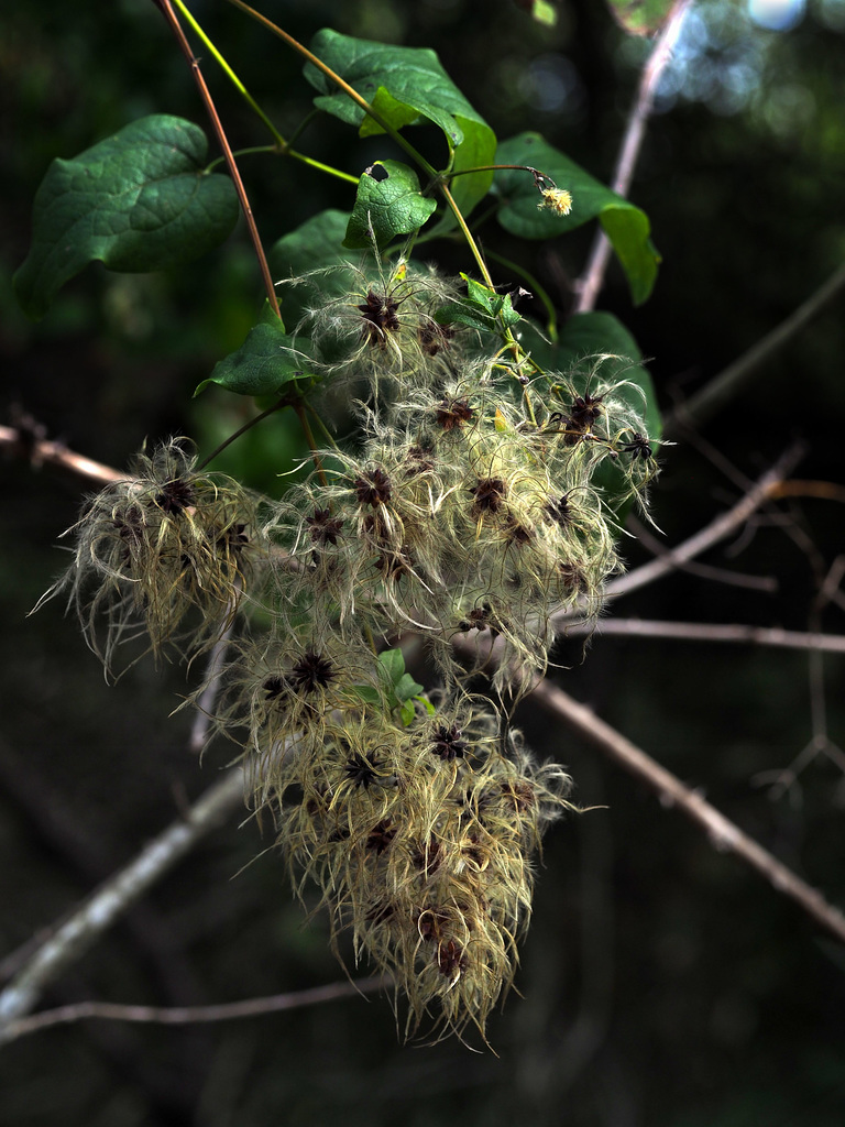 clematis' seeds