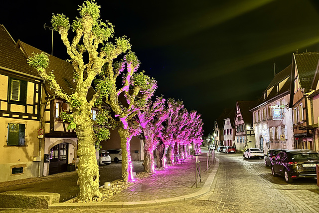 Bergheim 2025 – Trees