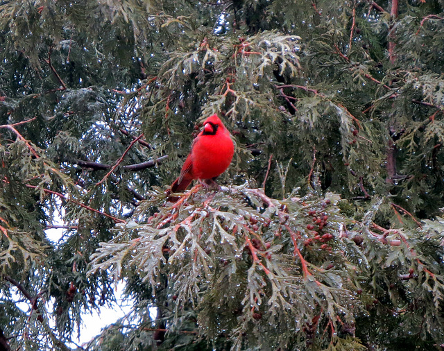 Cardinal in our cedar