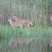 White-tailed Deer