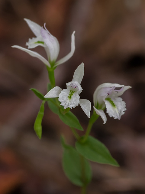 Triphora trianthophorus (Three-birds orchid)