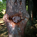 Baum-Pareidolie