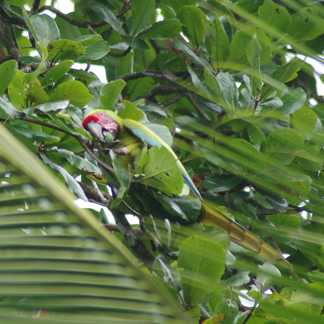 Great Green Macaw