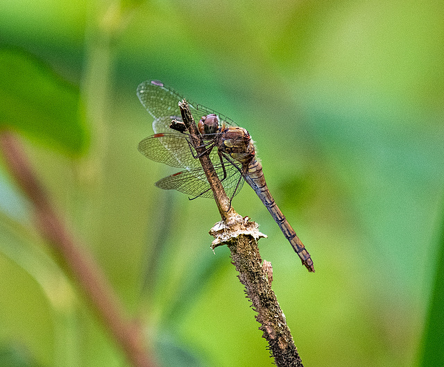 Dragon fly