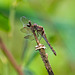 Dragon fly