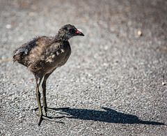 Moorhen chick2