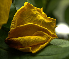 Yellow Rose On Its Way to Splendour