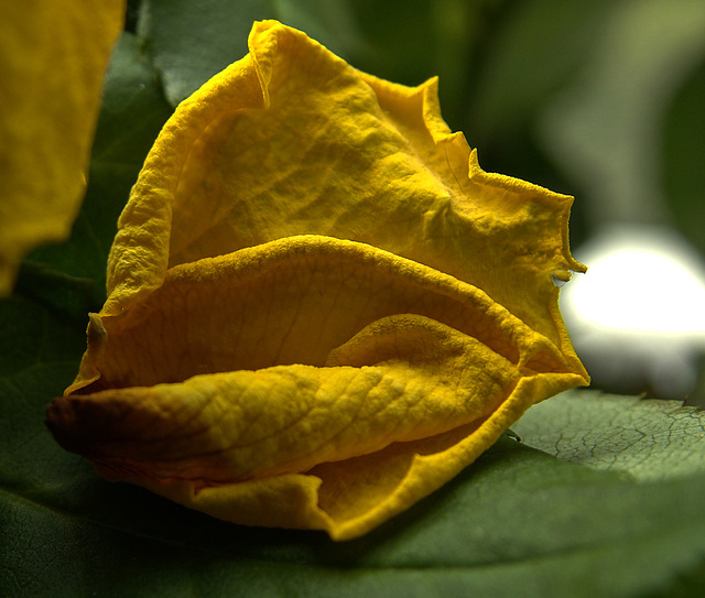 Yellow Rose On Its Way to Splendour Yellow Rose On Its Way to Splendour