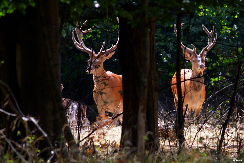 Cerfs avec leur velour