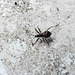 20200609 8196CPw [D~LIP] Weichwanze (Systellonotus triguttatus), Bad Salzuflen