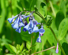 Virginia Bluebells