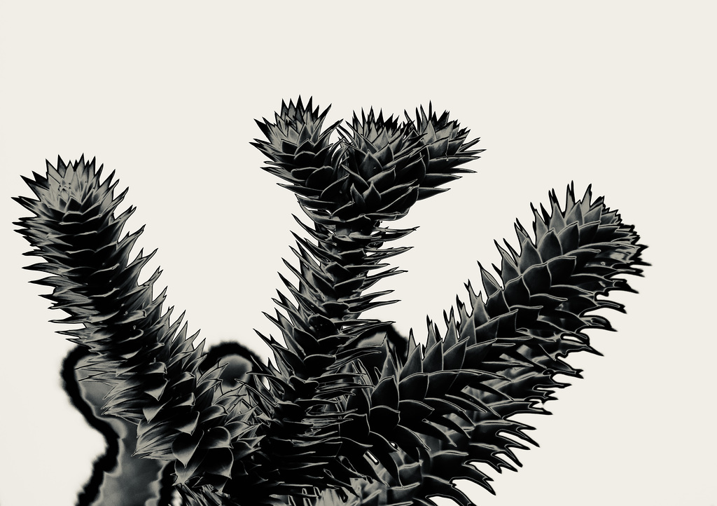 Araucaria