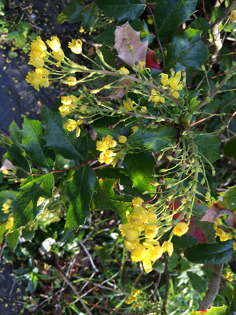 Mahonia