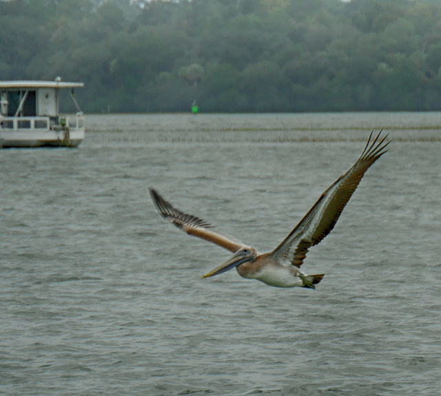 Pelican