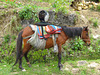 Webcam Alien, riding  a horse near Kuelap (Peru)