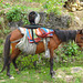 Webcam Alien, riding  a horse near Kuelap (Peru)