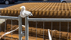 HFF - gut bewacht! HFF - gut bewacht!