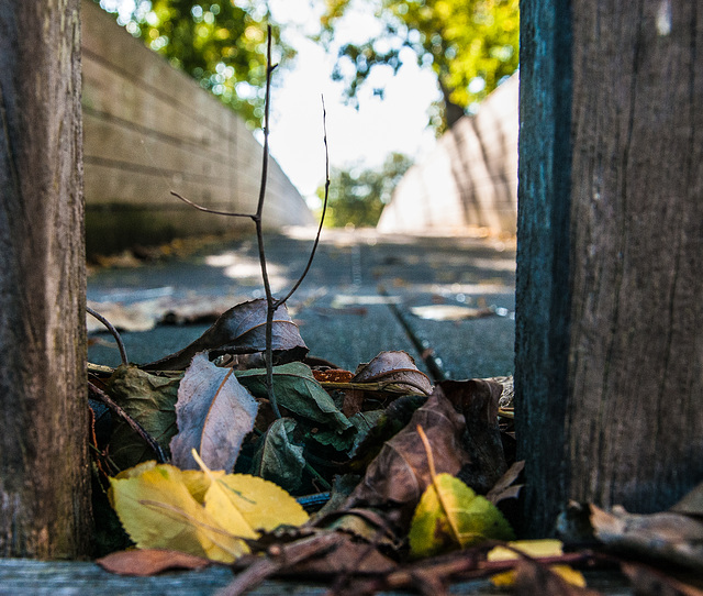 The Bridge in October