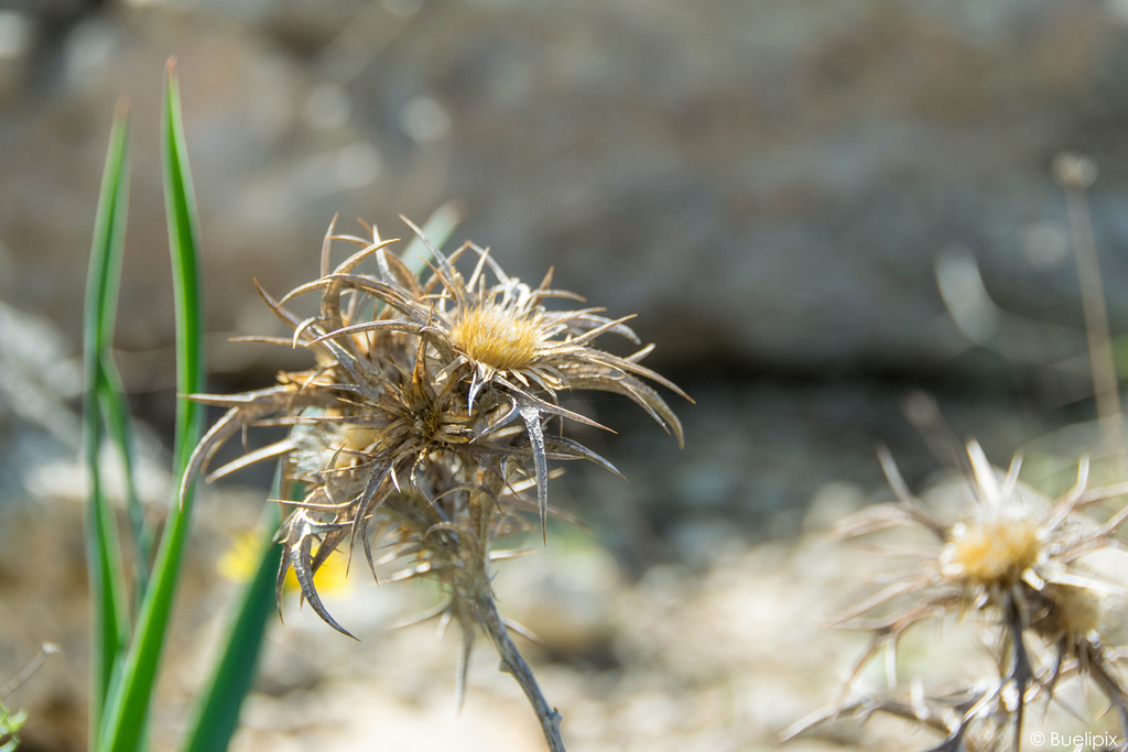 maltesische Flora (© Buelipix)