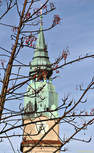 Baum vorm Fenster: mit Hintergrund
