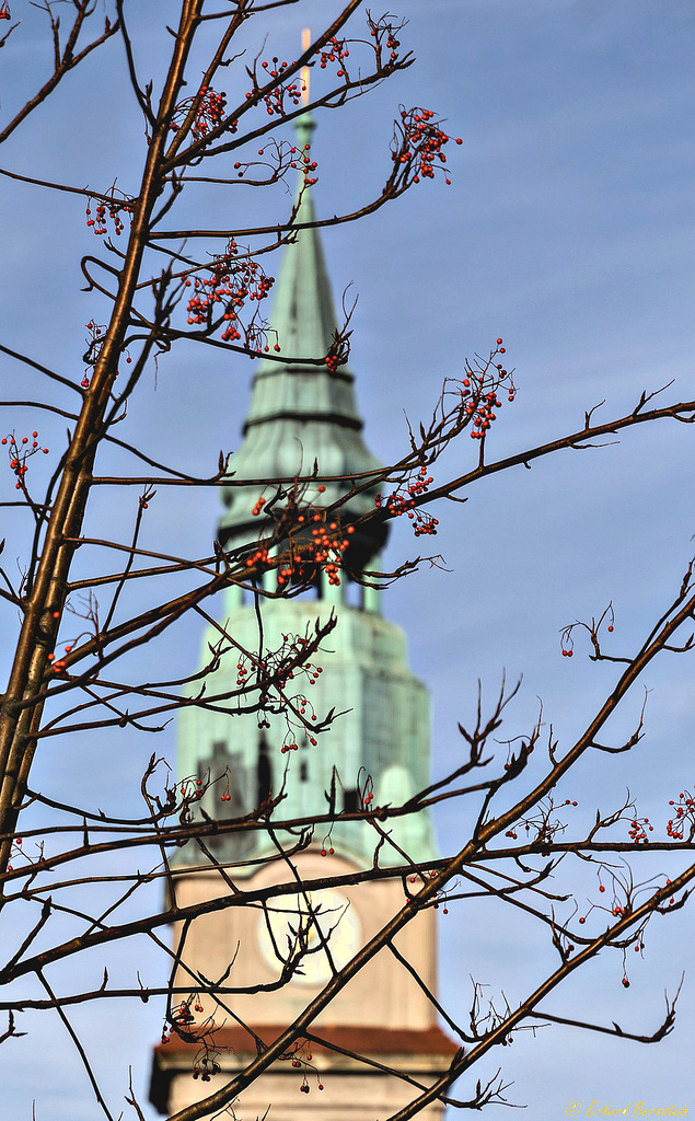 Baum vorm Fenster: mit Hintergrund