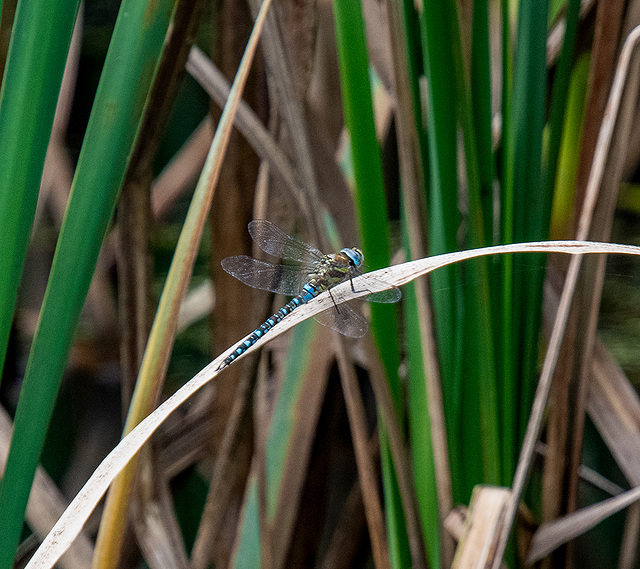 Migrant hawker