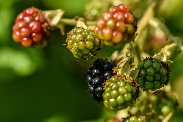 Brombeeren