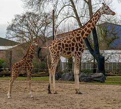 Mother and baby rothschild 's giraffe