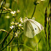 Small white butterfly