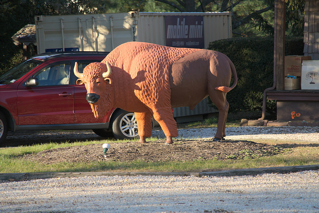 The Red Bison