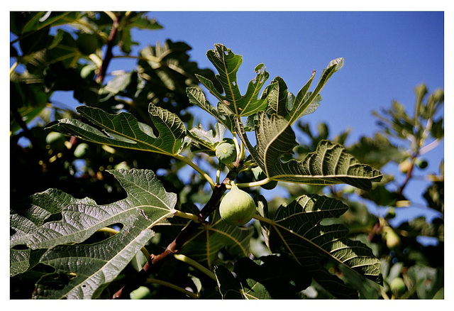 Fig tree