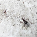 20200609 8197CPw [D~LIP] Weichwanze (Systellonotus triguttatus), Bad Salzuflen