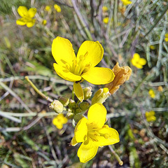 Schmalblättriger Doppelsame / Wilde Rauke (Diplotaxis tenuifolia)