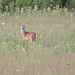 White-tailed Deer