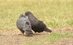 Pigeons EF7A4370