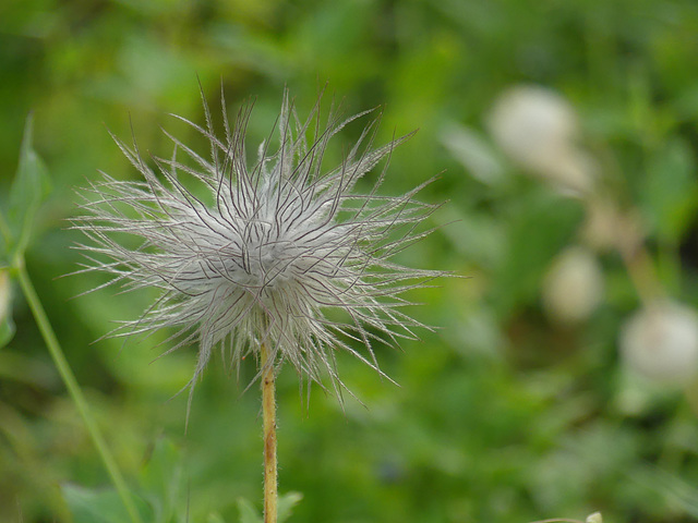 20180827 -0901 Randos Névache (Vallée de la Clarée 05) (582) al