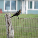 Day 2, Great-tailed Grackle female