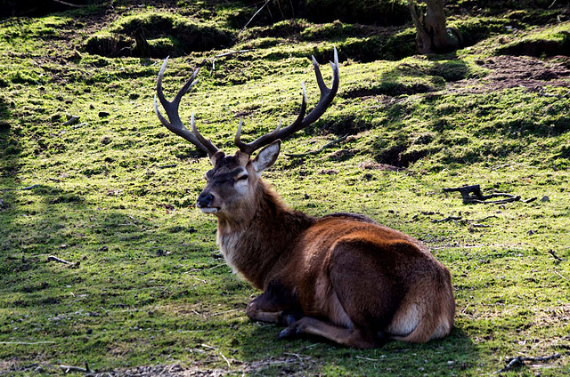 Stag (1)