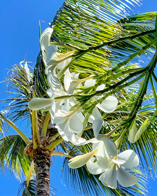 plumeria and palms - Kahala