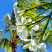 plumeria and palms - Kahala