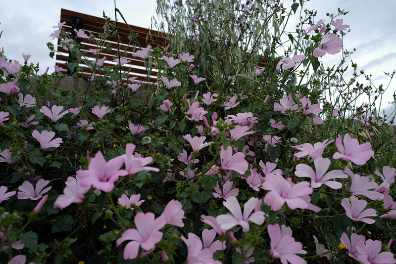 Malva trimestris, Martim Longo, HBM