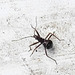 20200609 8198CPw [D~LIP] Weichwanze (Systellonotus triguttatus), Bad Salzuflen