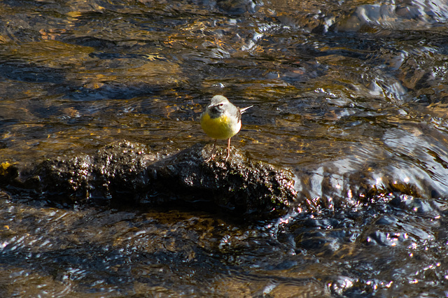 Grey Wagtails at Shepleys (1 of 2)