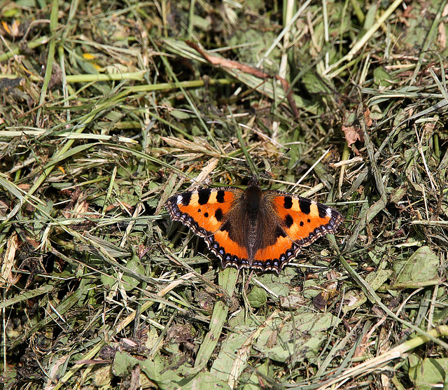 Kleiner Fuchs