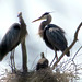 Blue Herons 0n nest