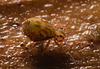 IMG 7347 Springtail