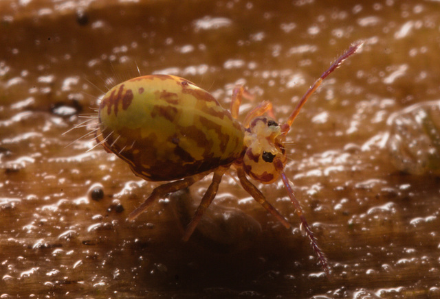 IMG 7347 Springtail