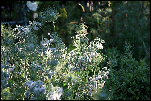 Bourrache blanche