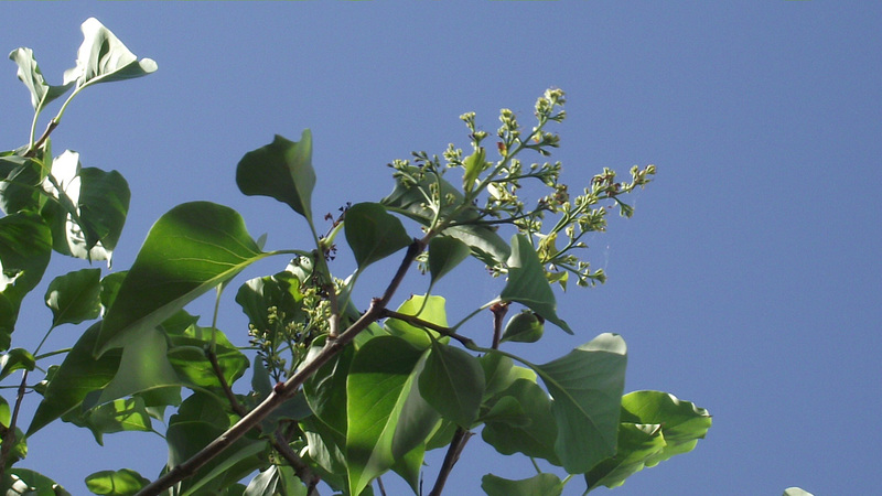 My lilac tree is starting to flower again!!!!